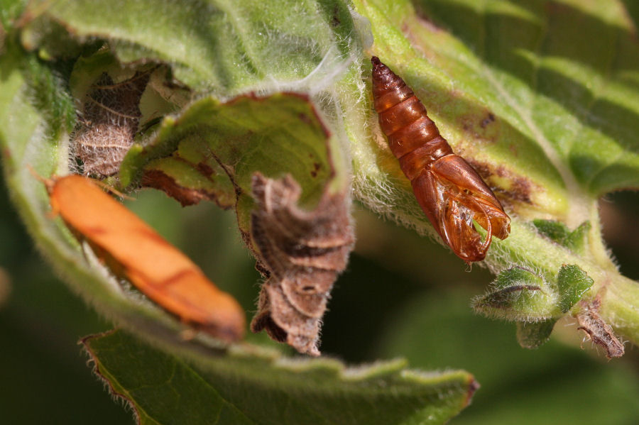 Nozze sulla menta del terrazzo: Cacoecimorpha pronubana