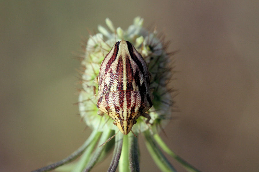 Scutelleridae: Odontotarsus purpureolineatus dell''Emilia