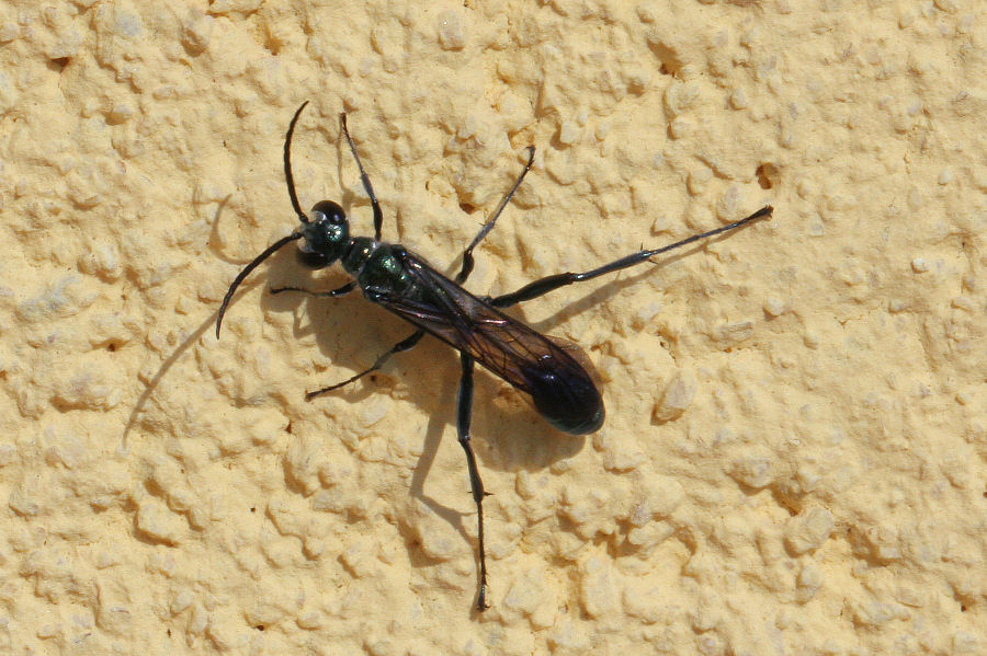 Chalybion cf bengalense, Sphecidae