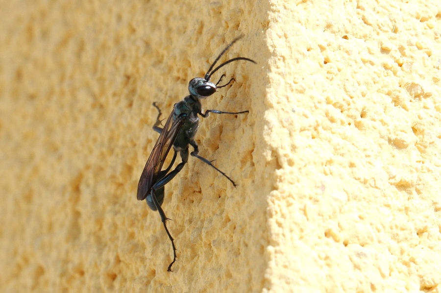 Chalybion cf bengalense, Sphecidae