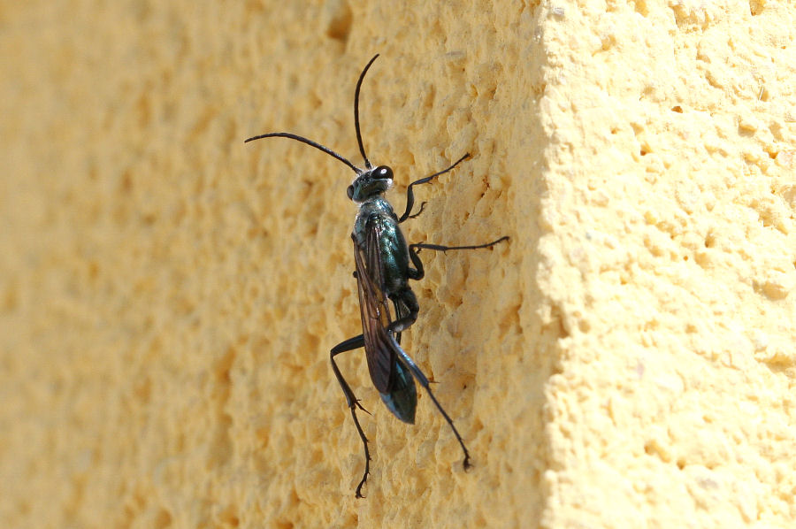 Chalybion cf bengalense, Sphecidae