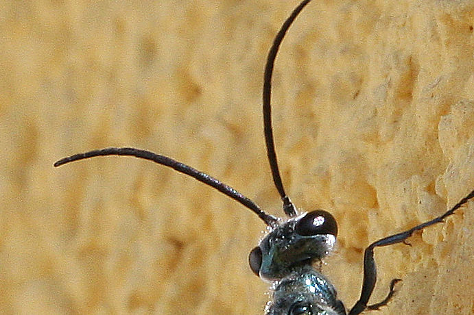 Chalybion cf bengalense, Sphecidae