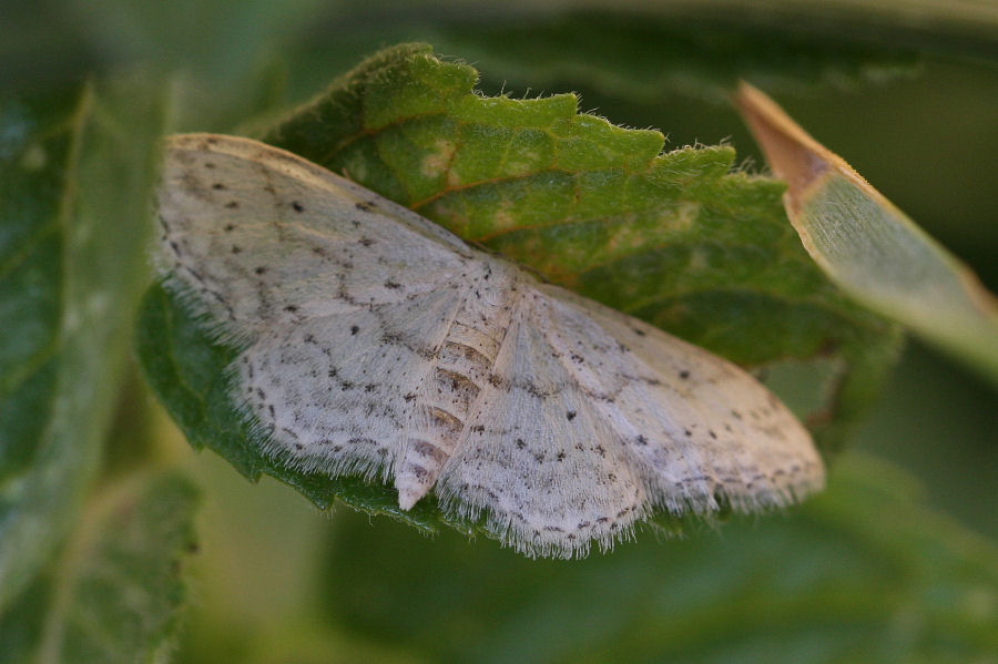 Piccola falena da id.