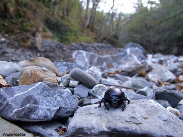 Geotrupes sp.