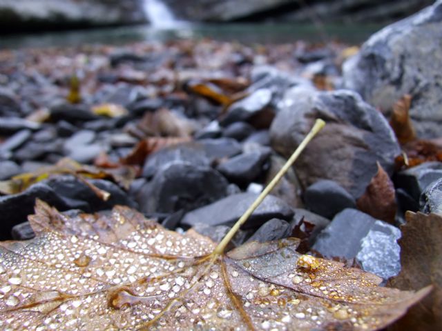 Halyzia sedecimguttata (cf) Coccinellidae