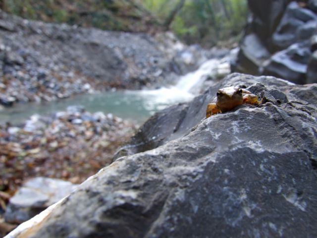 Identificazione Rana
