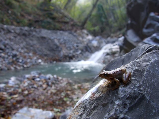 Identificazione Rana