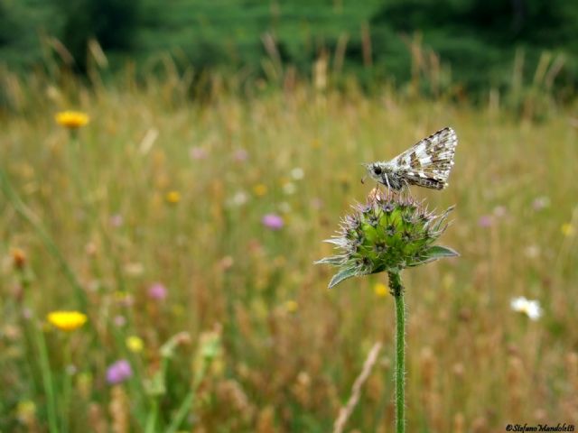 Identificazione farfalla