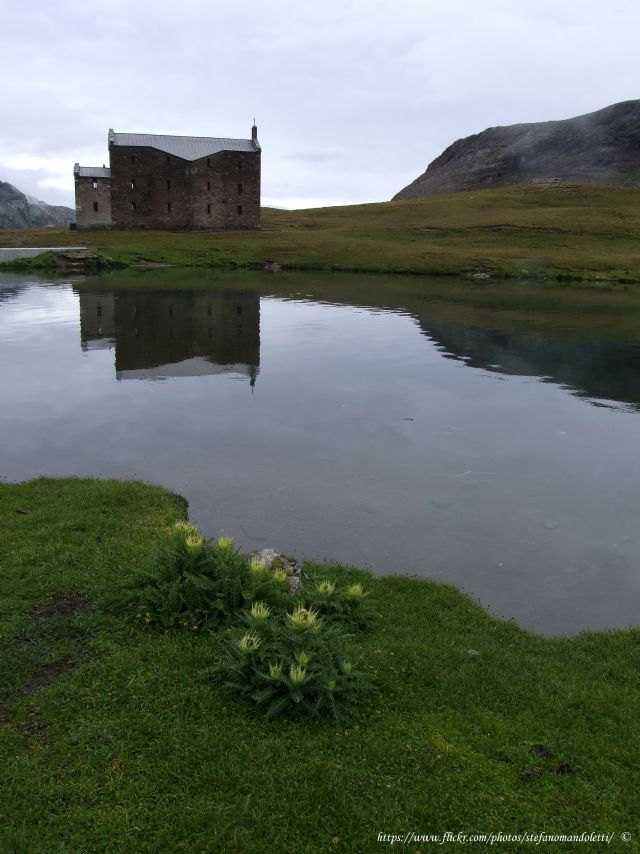 Lago Miserin-Parco Mont Avic - Cirsium spinosissimum