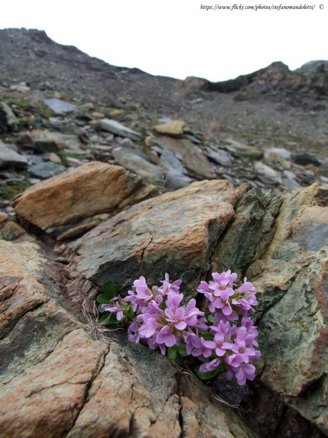Noccaea corymbosa (=Thlaspi lerechianum) / Erba storna corimbosa
