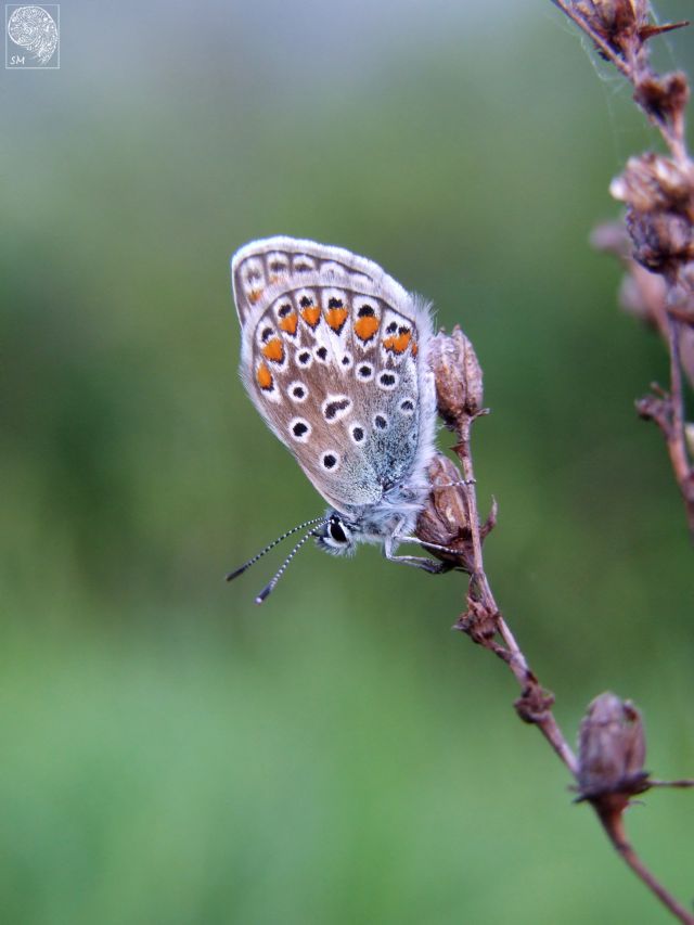 Identificazione Farfalla - Polyommatus sp.