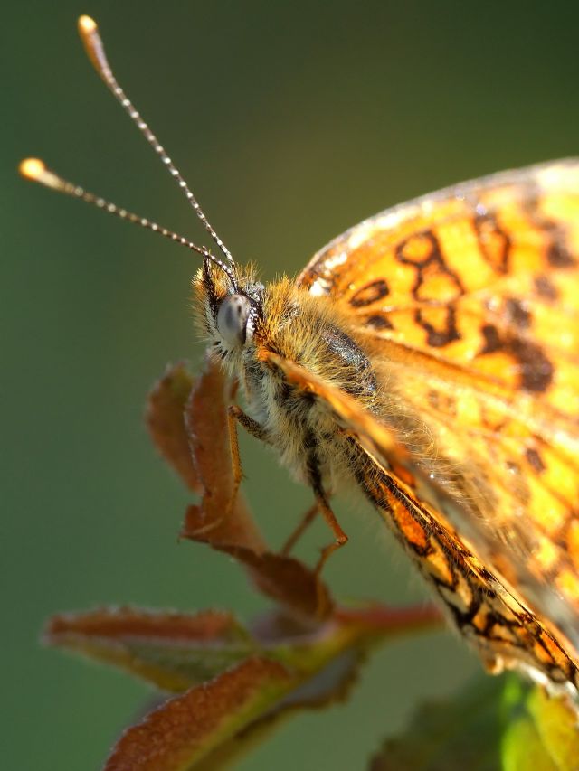 Identificazione farfalla - Melitaea phoebe
