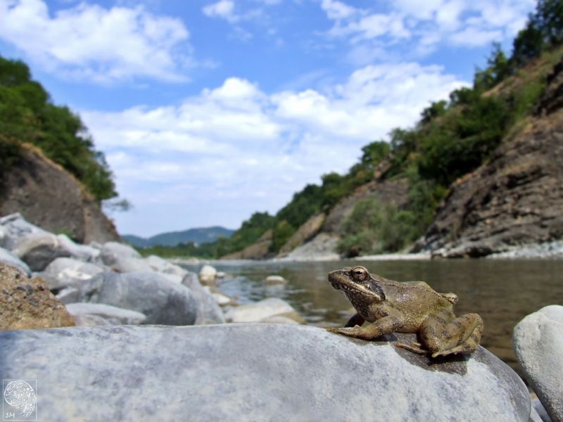 Rana agile...? Rana italica