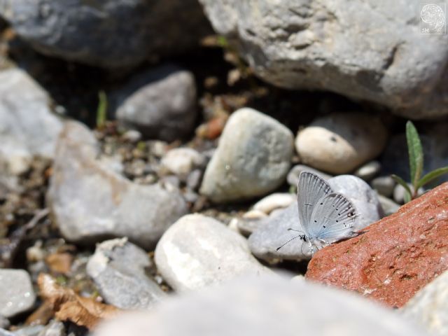 Identificazione farfalla - Cupido (Everes) alcetas