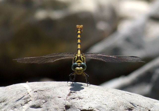 Identificazione libellula