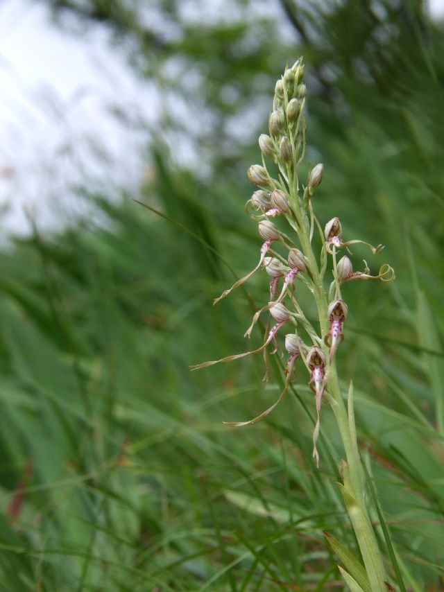 Identificazione Orchidea