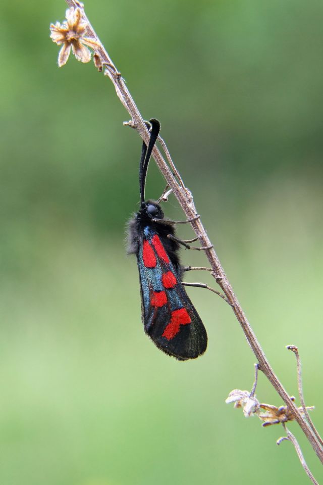 Identificazione Zygaena - Zygaena (Zygaena) oxytropis