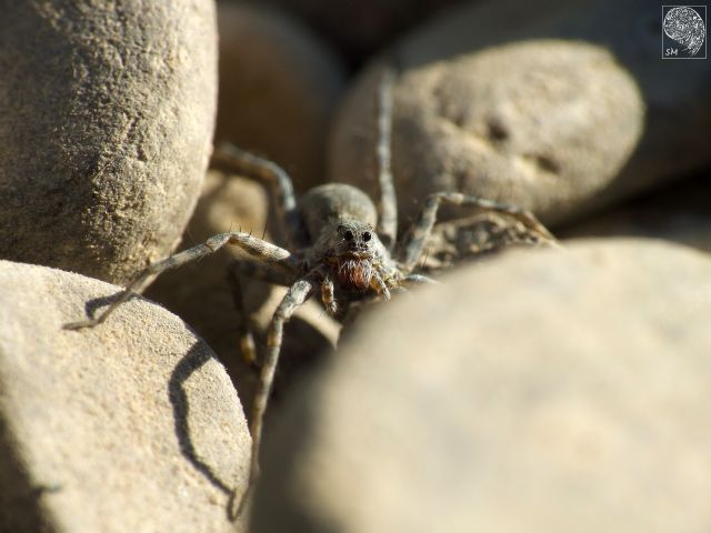 Pardosa cf. wagleri - Grondona (AL)
