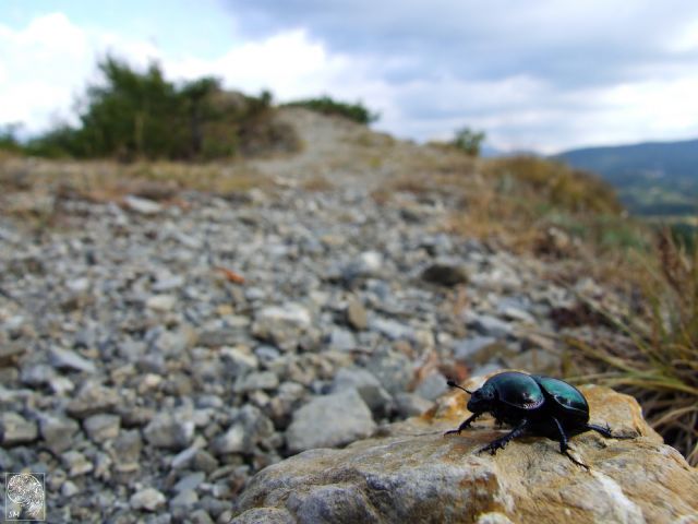 Trypocopris pyrenaeus splendens, Geotrupidae