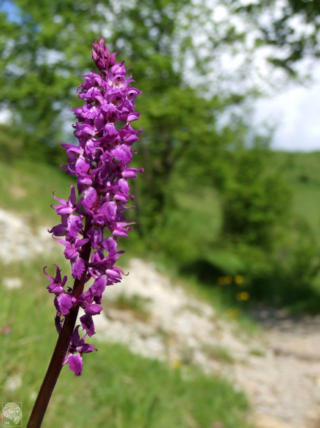 Orchis mascula subsp. speciosa