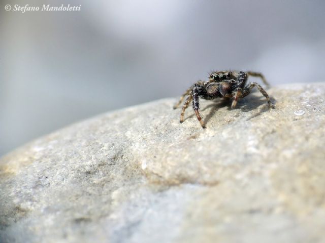 Salticidae:  Marpissa muscosa, maschio   - Grondona (AL)