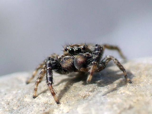 Salticidae:  Marpissa muscosa, maschio   - Grondona (AL)