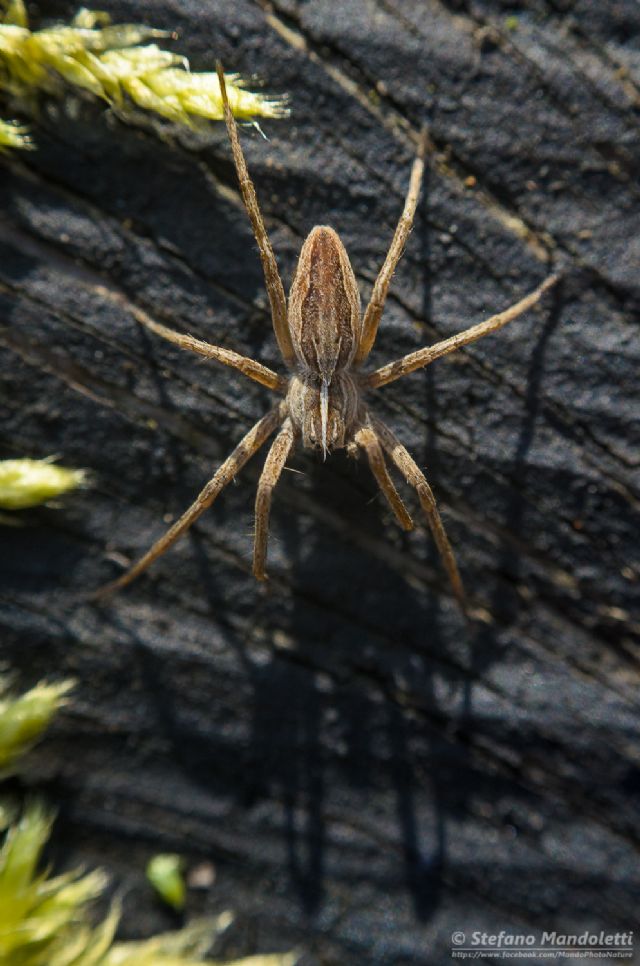 Pisauridae: Pisaura sp. -  Arquata Scrivia (AL)