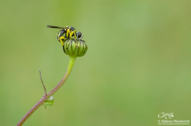 Dalmannia cfr aculeata (Conopidae)