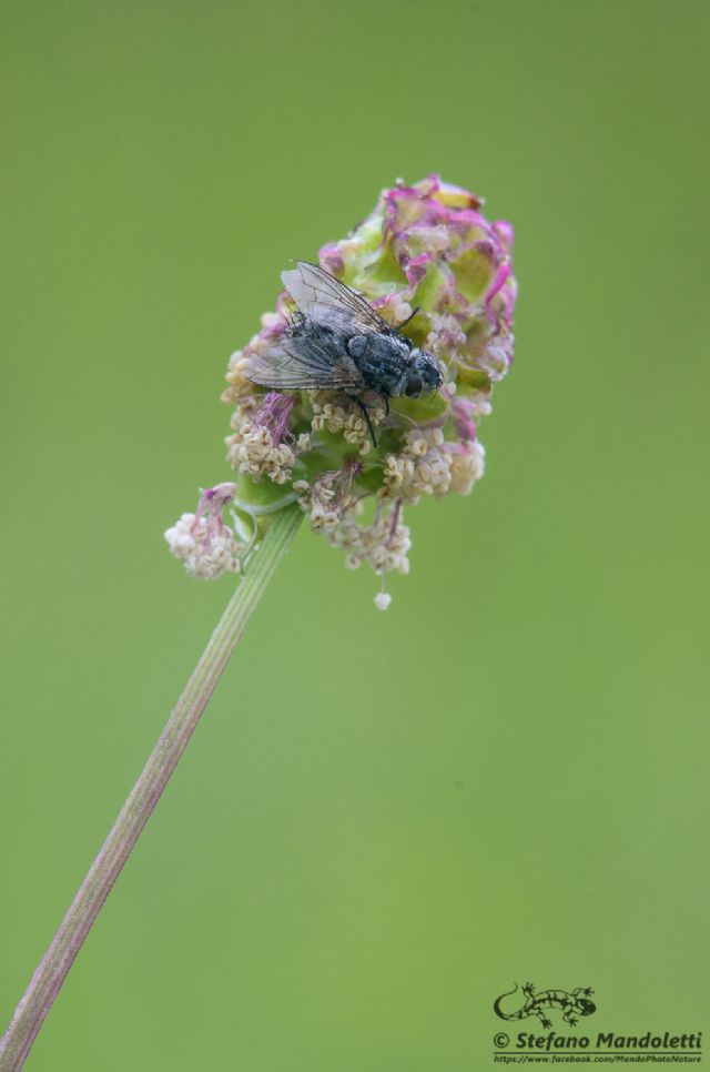 Tachinidae della sottofamiglia Goniinae