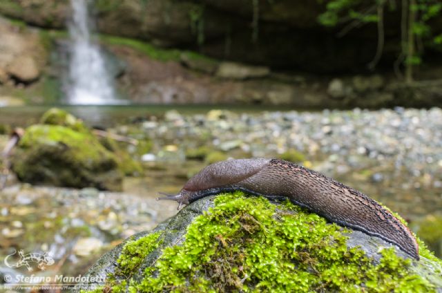 Limax del dacampi-gruppo da Ronco Scrivia (GE)