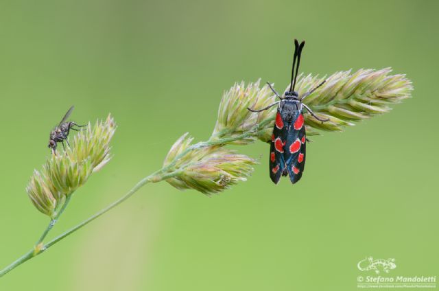 Id. Zygaena: Zygaena (Agrumenia) carniolica - Zygaenidae