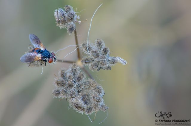 Gymnosoma sp. (Tachinidae)