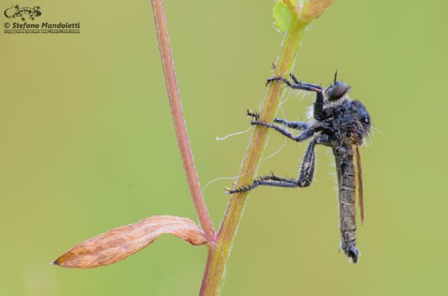 Identificazione dittero:  fam. Asilidae