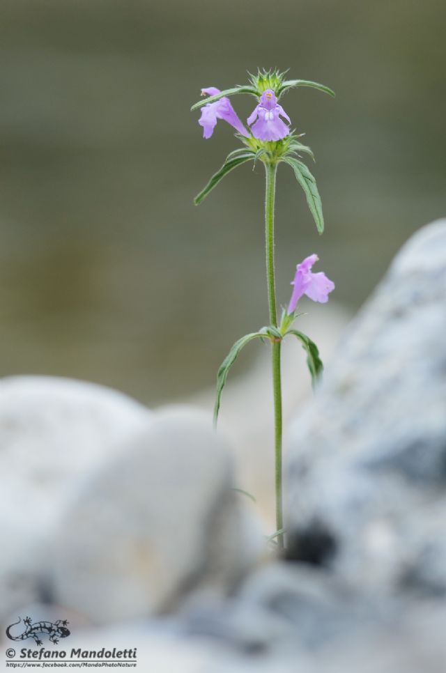 Galeopsis angustifolia / Canapetta a foglie strette