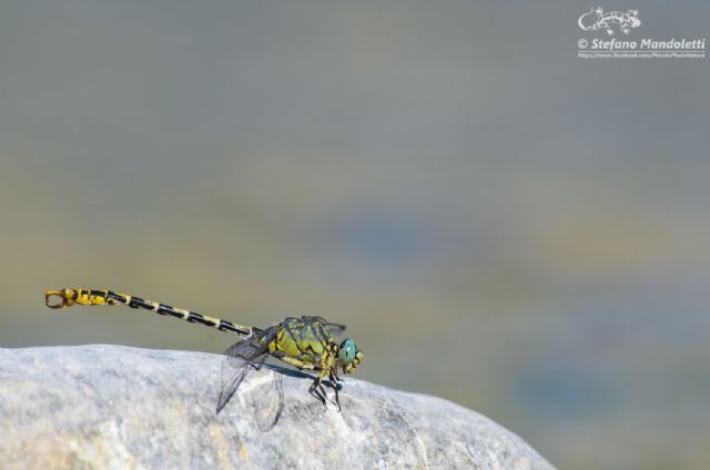 Onychogomphus forcipatus unguiculatus,  maschio