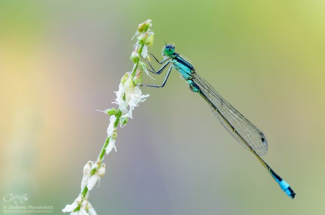 Ischnura elegans, maschio