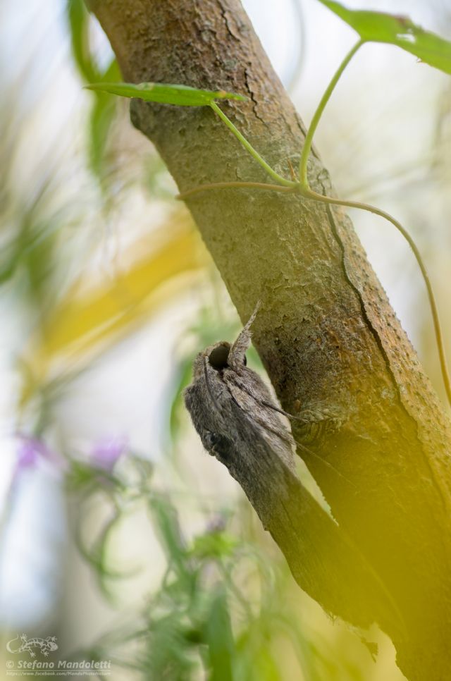 Id. Falena