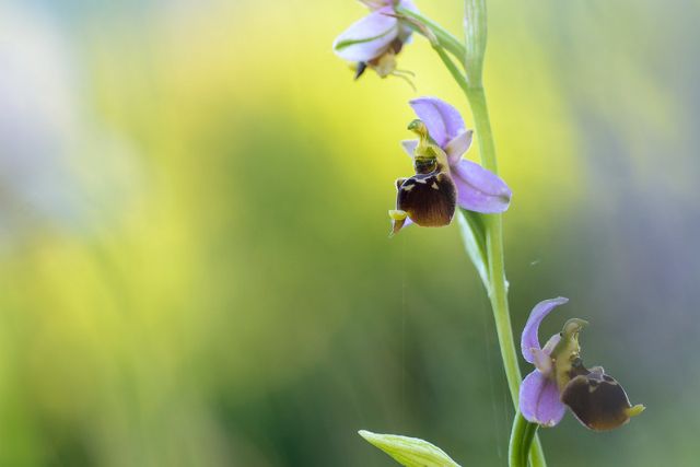 Ophrys appennina o santonica?