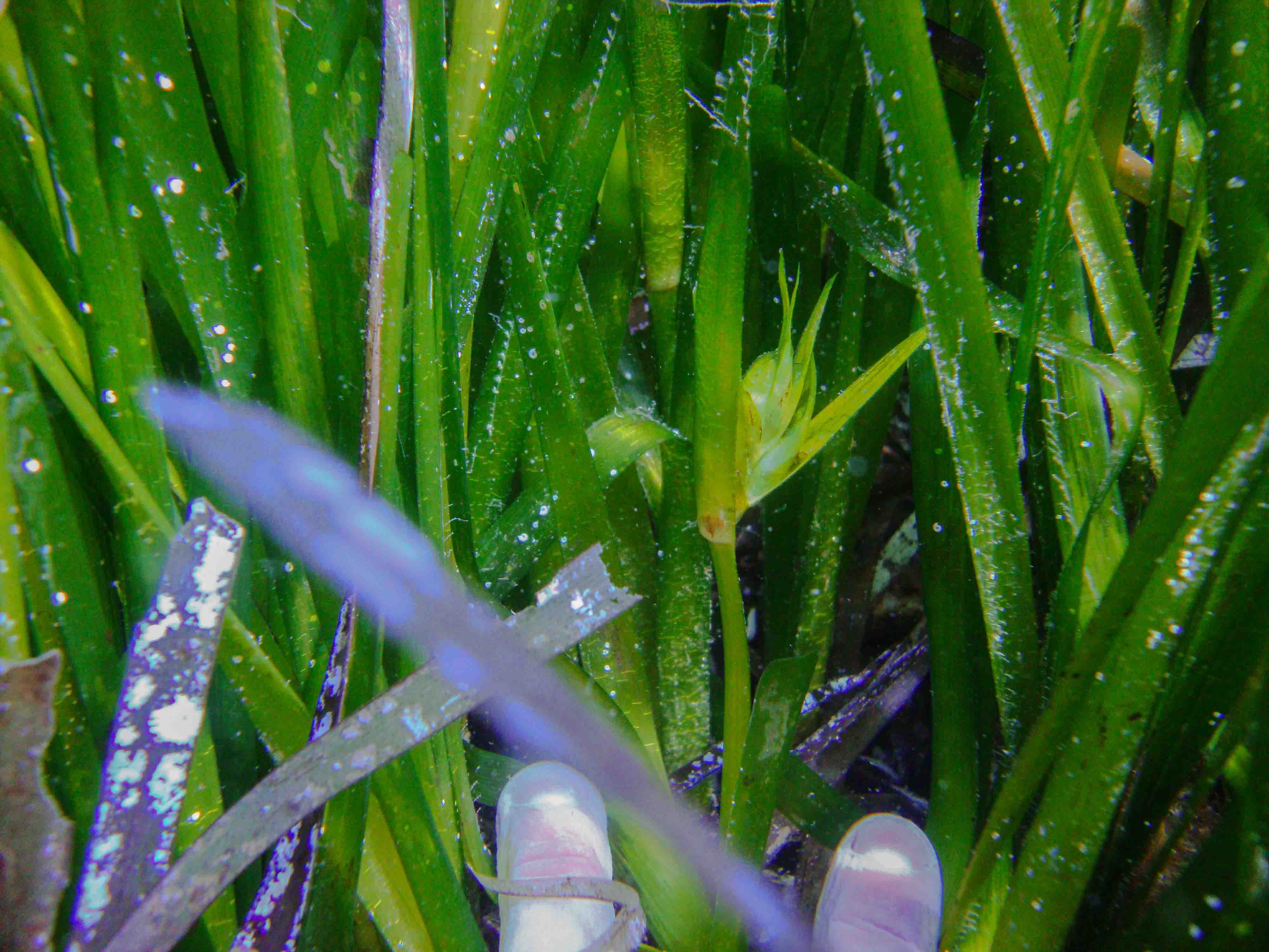 Fioritura e fruttificazione Posidonia oceanica