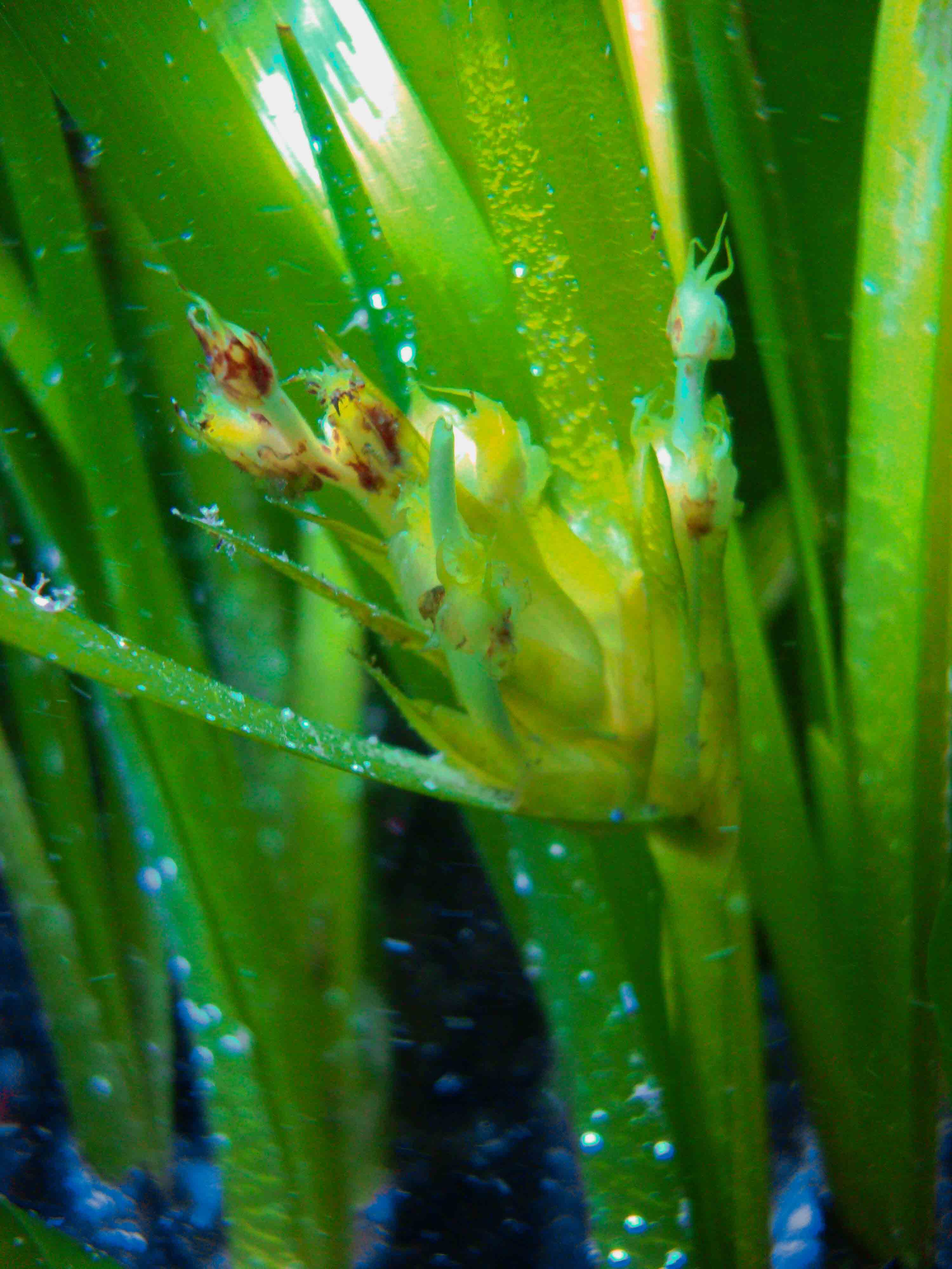 Fioritura e fruttificazione Posidonia oceanica