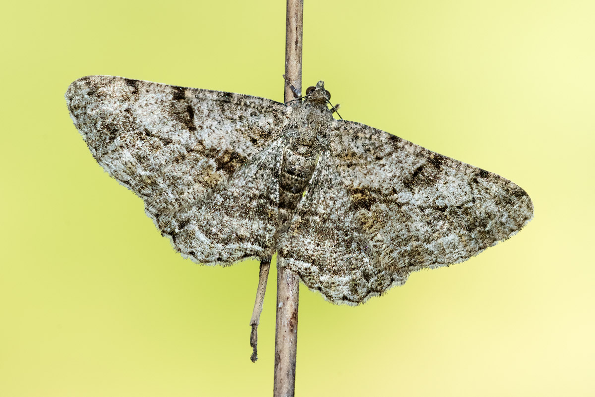 Falena - Peribatodes rhomboidaria, Geometridae