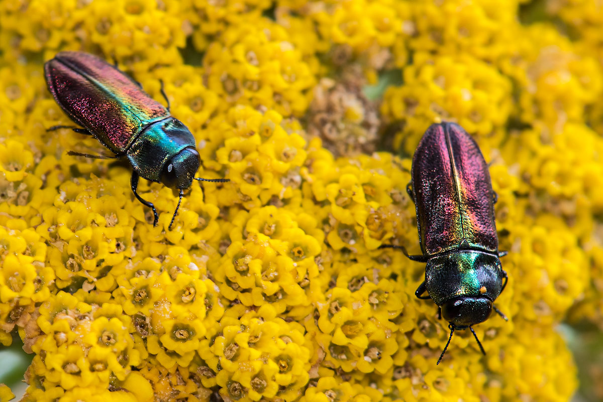 Femmine di Anthaxia thalassophila