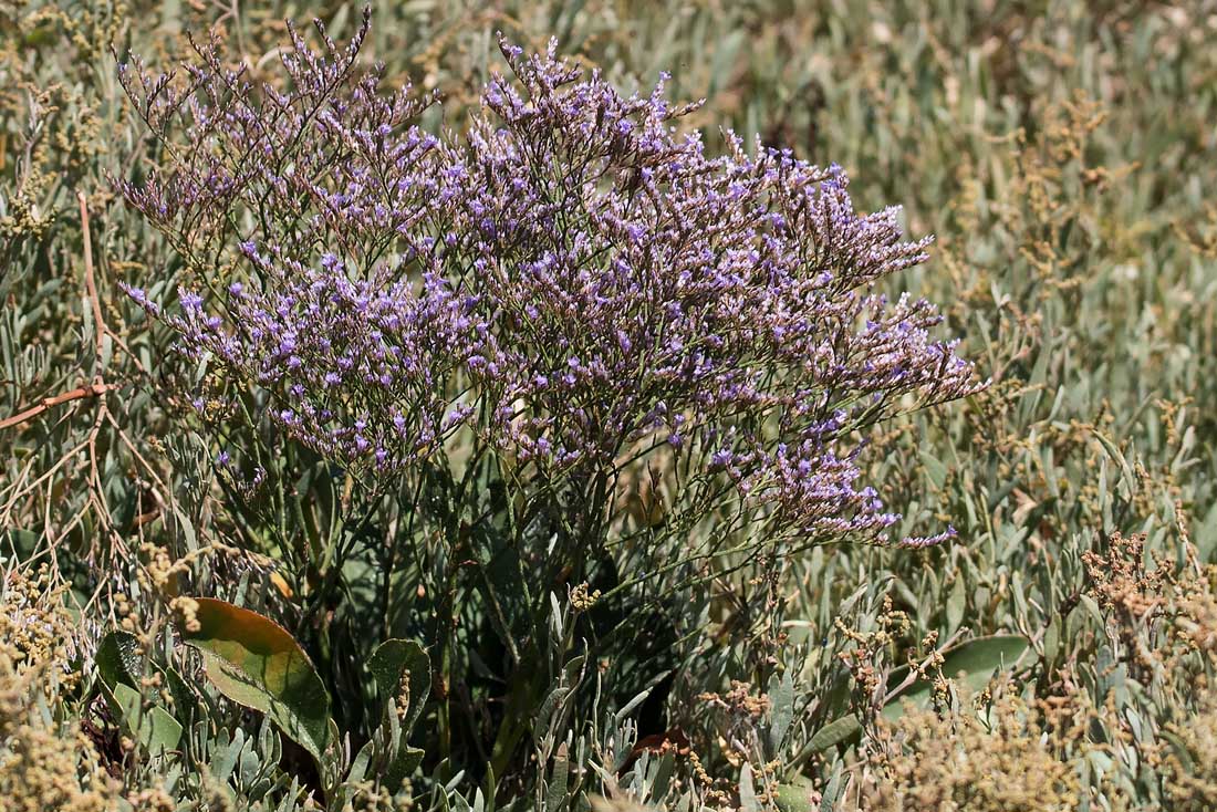 Limonium serotinum (Plumbaginaceae)