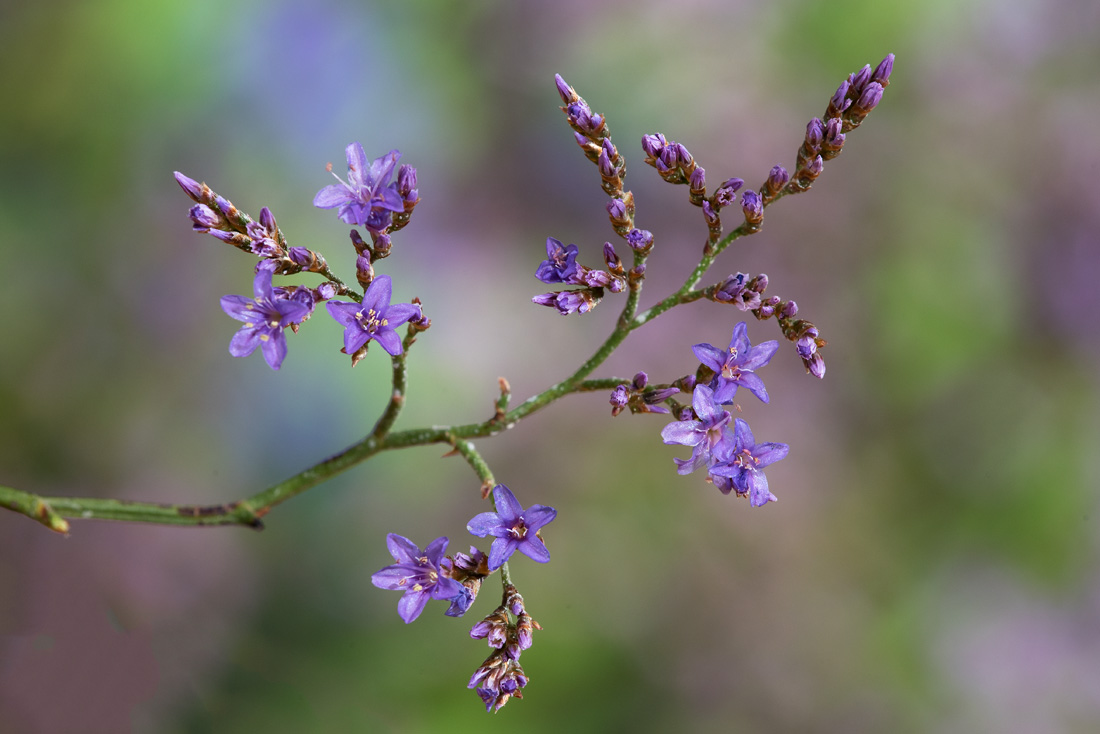 Limonium serotinum (Plumbaginaceae)