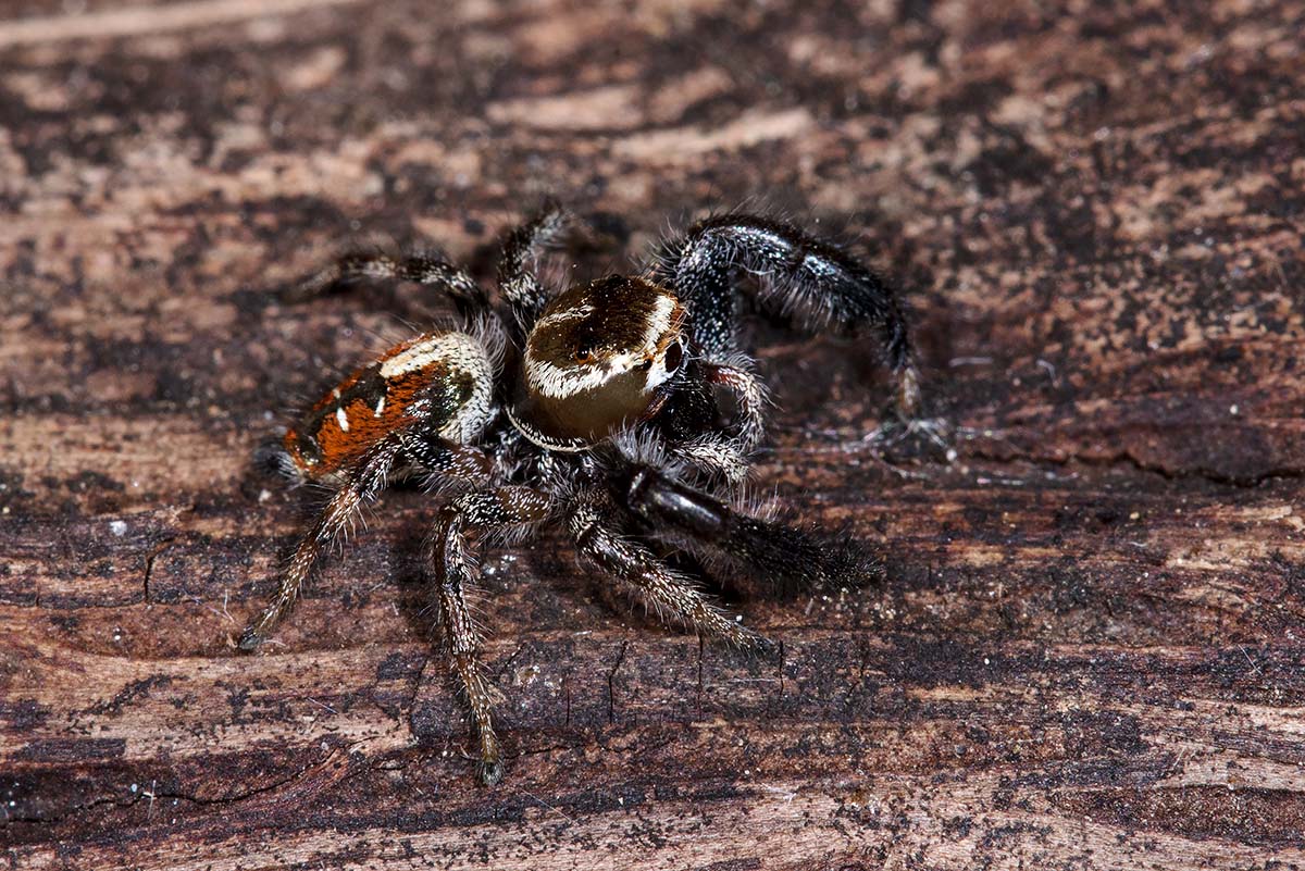 Salticidae: Thyene imperialis - prov. Grosseto