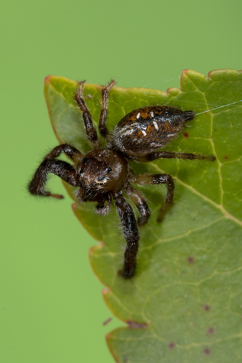 Salticidae: Thyene imperialis - prov. Grosseto