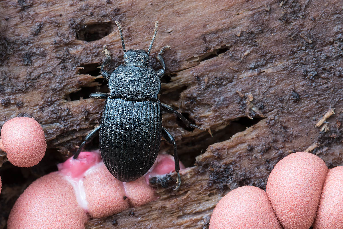 Tenebrionidae: Dendarus coarcticollis