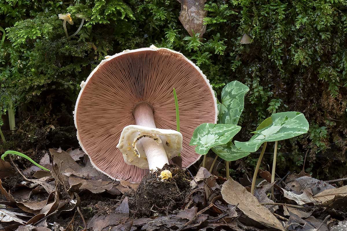 Agaricus ?