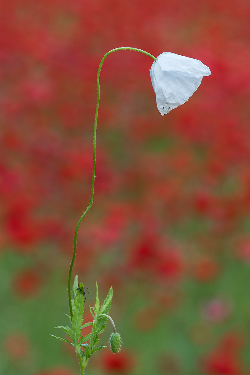 Papaver rhoeas / Papavero comune (apocromia)