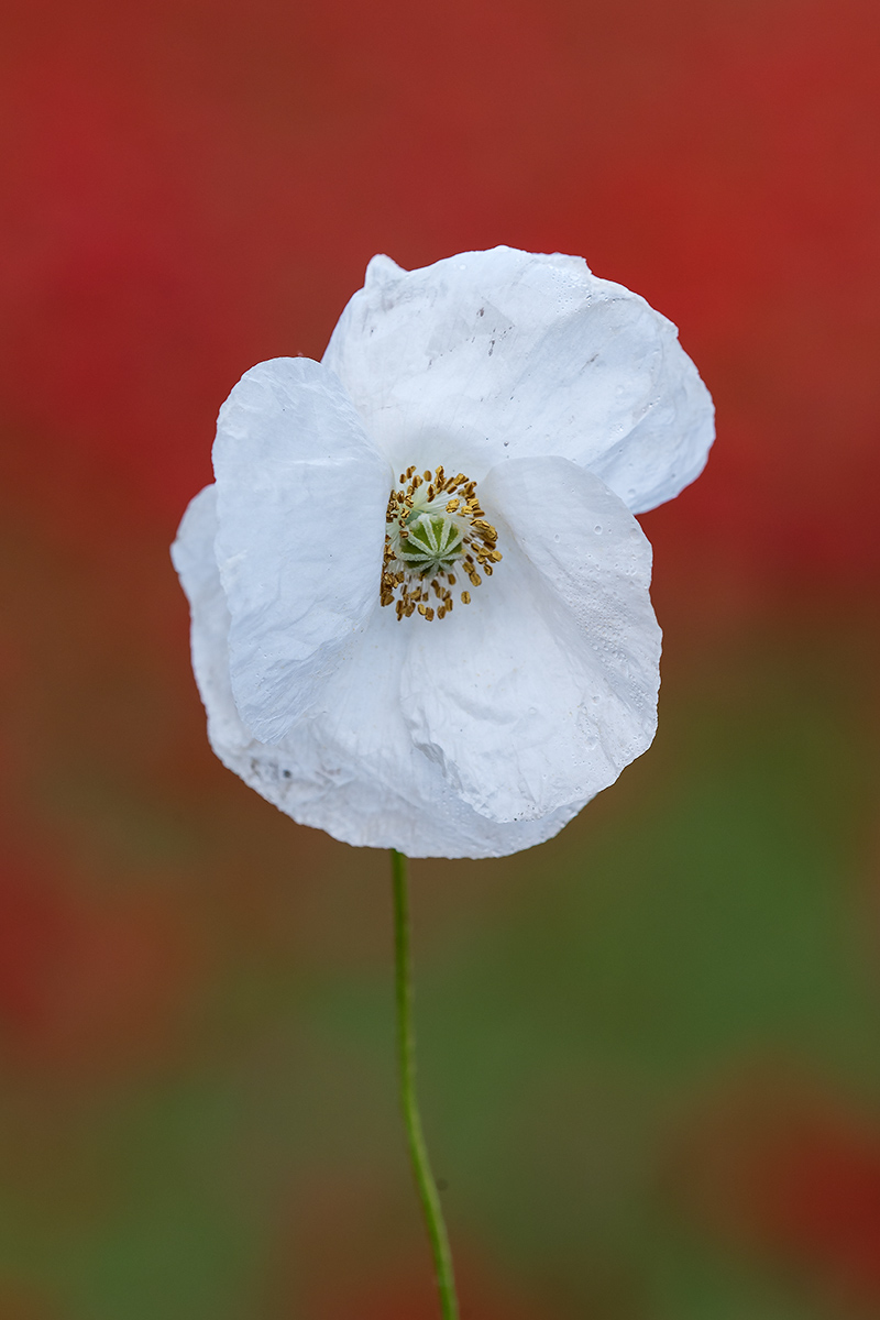 Papaver rhoeas / Papavero comune (apocromia)